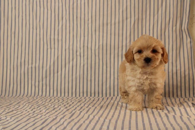 puppy, for, sale, Maltipoo, Matthew B. Stoltzfus, dog, breeder, Gap, PA, dog-breeder, puppy-for-sale, forsale, nearby, find, puppyfind, locator, puppylocator, aca